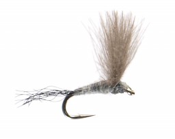 Bwo Dries